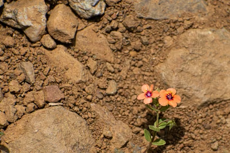 Christian Therapy for Trauma in Fort Myers: Processing the Past with Faith and Resilience