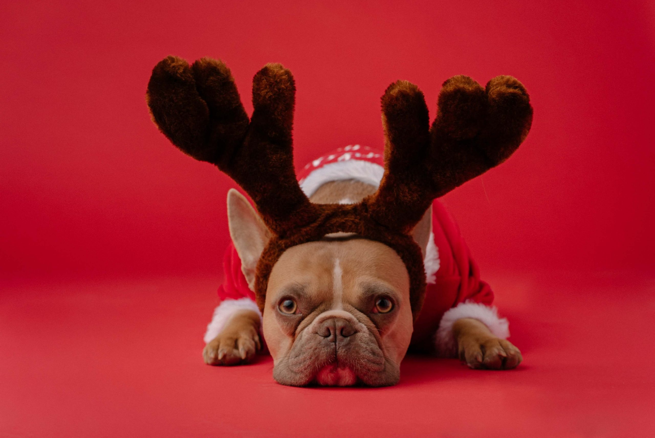 Dog with Reindeer Antlers Looking Stressed